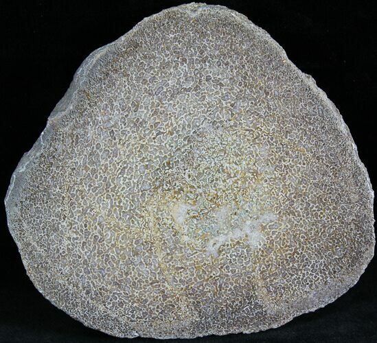 Polished Agatized Dinosaur Bone Slab - #25200